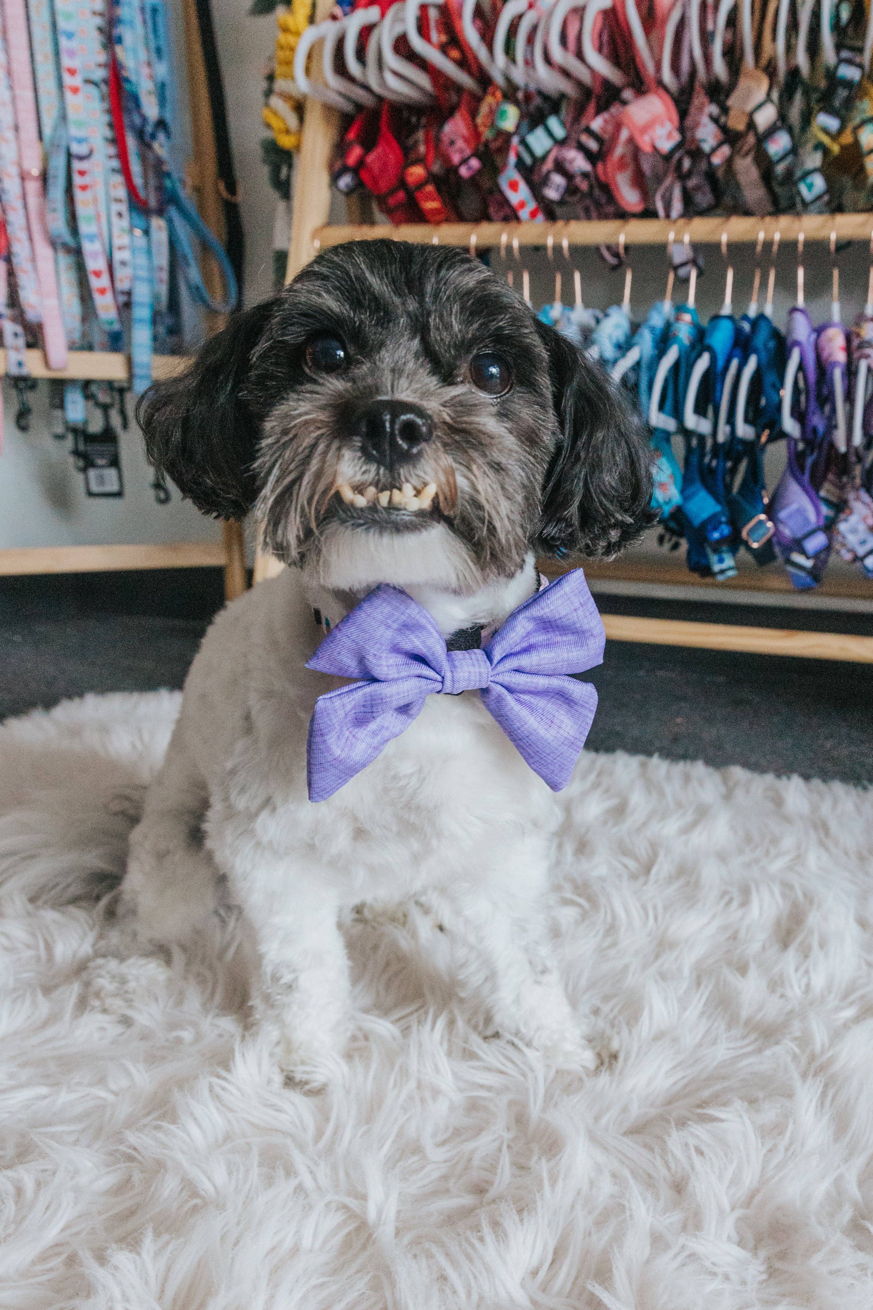 Sassy Woof Sailor Bow - Aurora