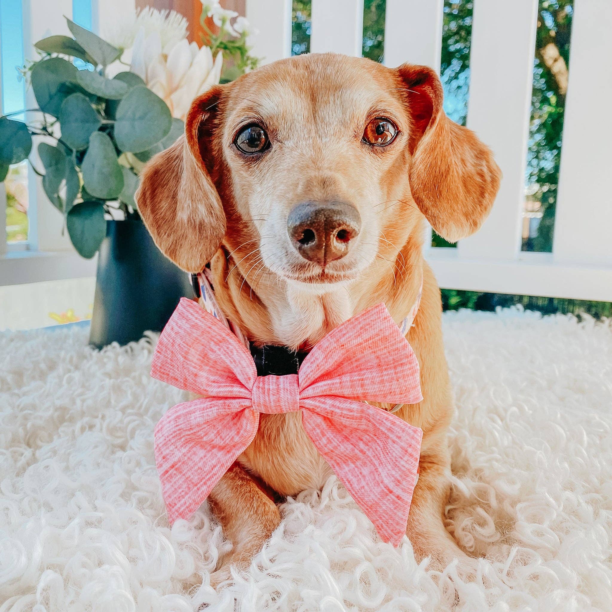 Sassy Woof Sailor Bow - Dolce Rose