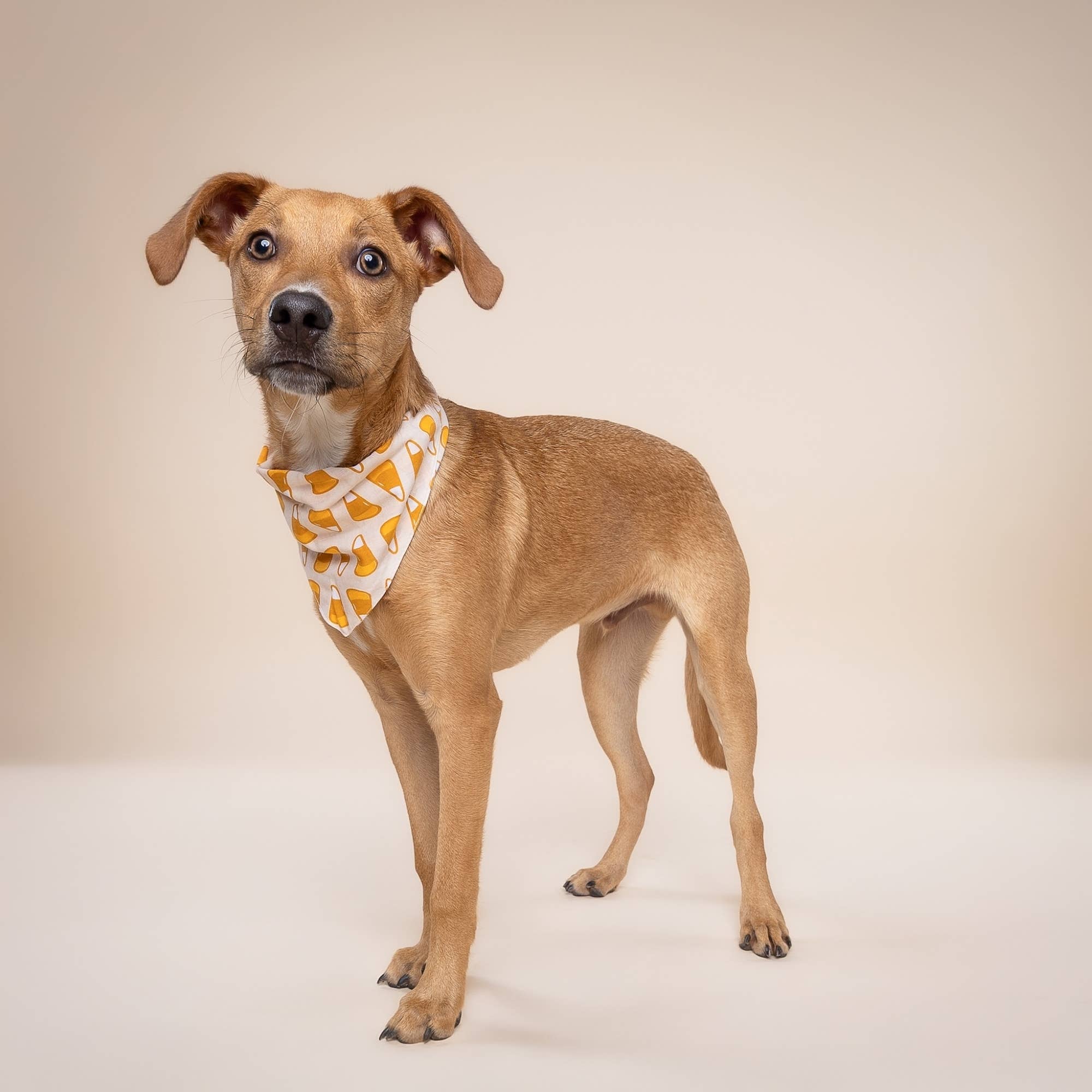 The Paws Candy Corn Bandana