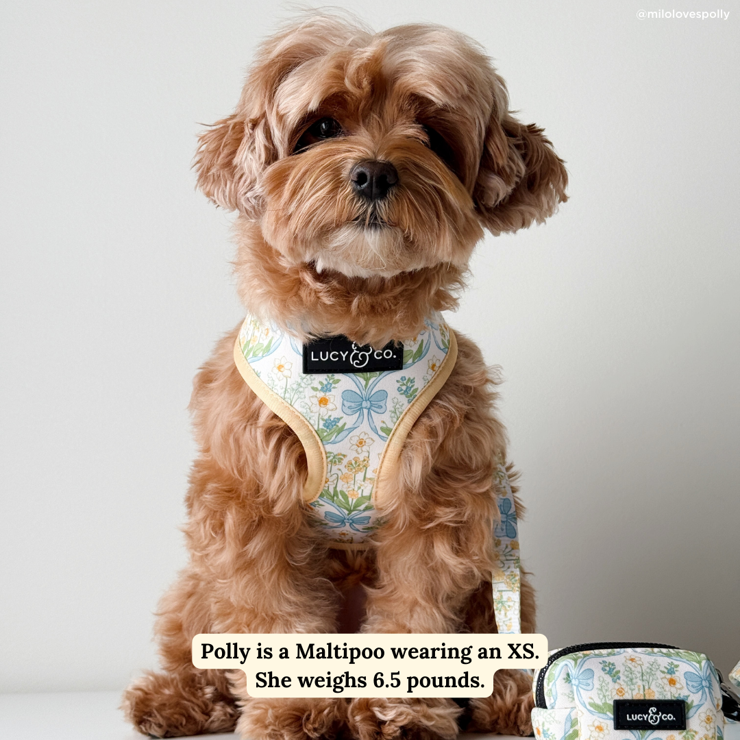 Lucy & Co Sunshine and Daffodils Reversible Harness