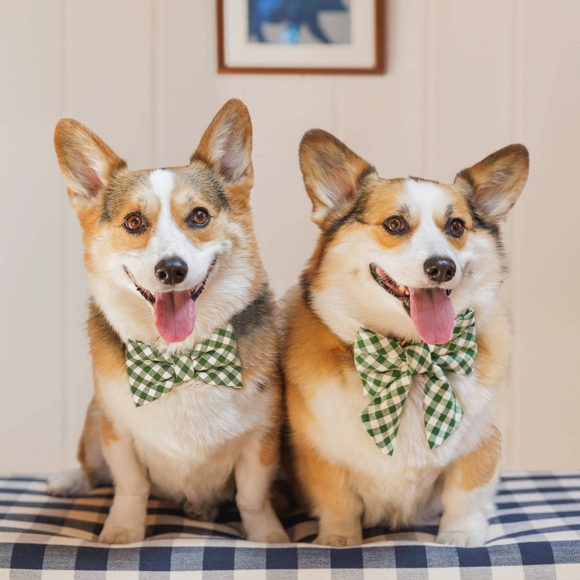 The Foggy Dog Gingham Hunter Green Dog Bow Tie