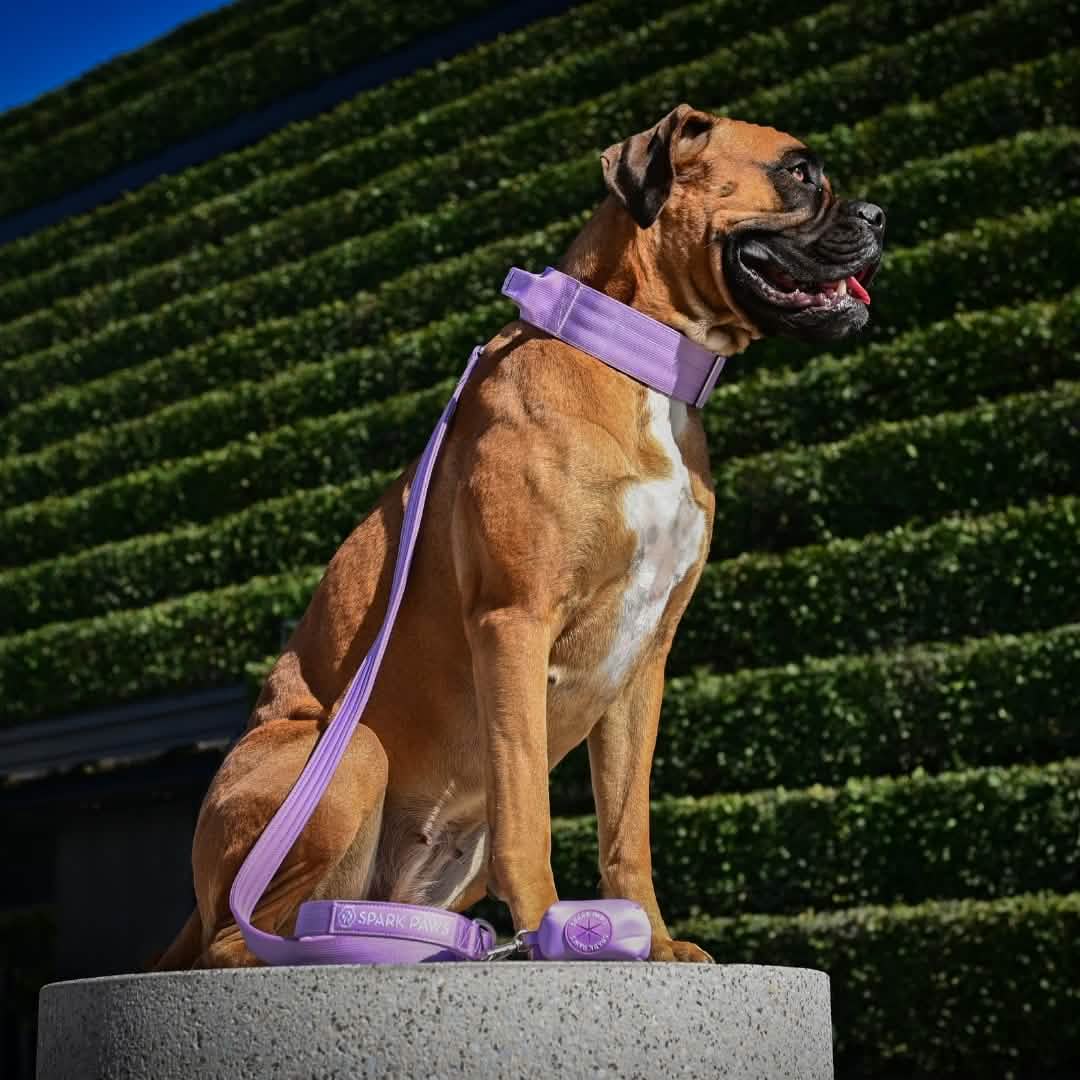 Spark Paws Leash and Poop Bag Holder Set - Lilac