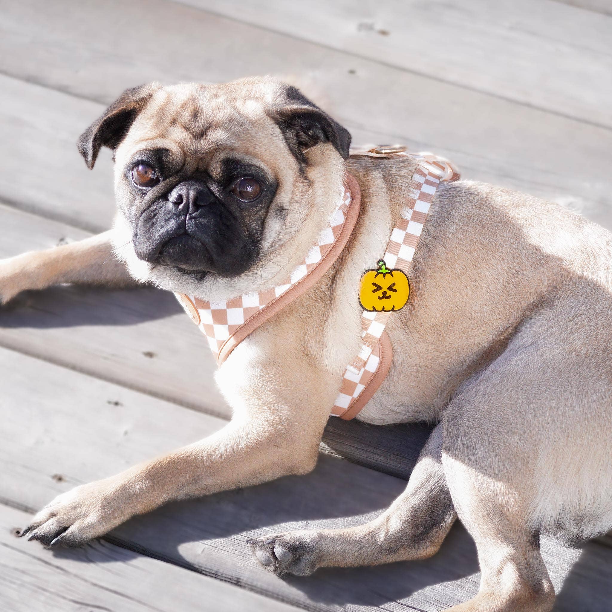 Pumpkin Dog Jiby