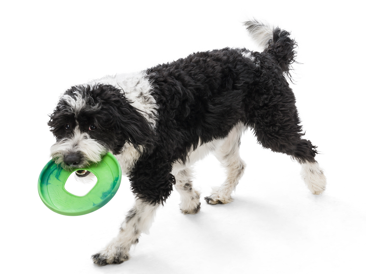 Sailz® Dog Flying Disc Fetch Toy