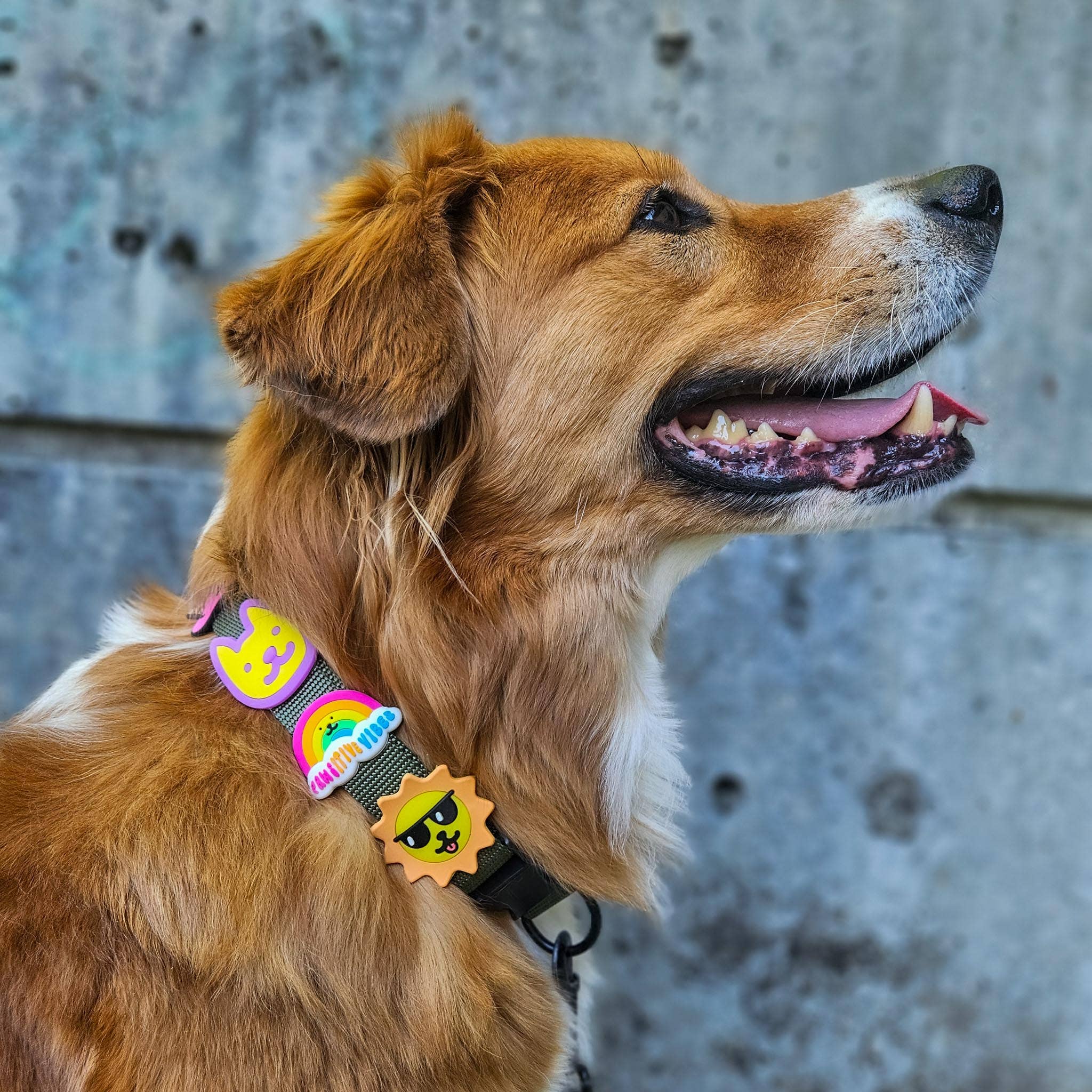 Rainbow Dog Jiby