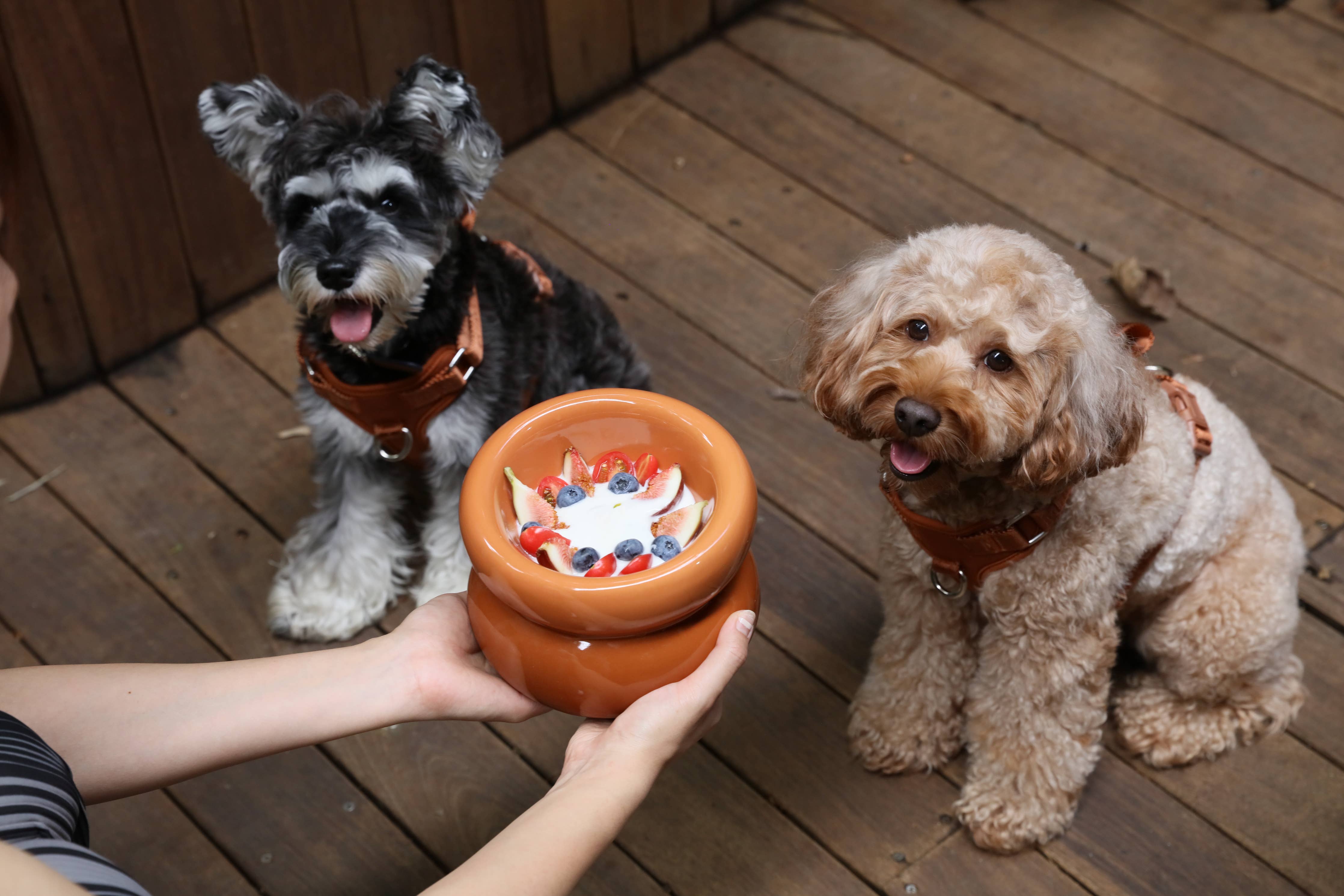 Pehom Soufflé Pet Bowl - Amber Orange