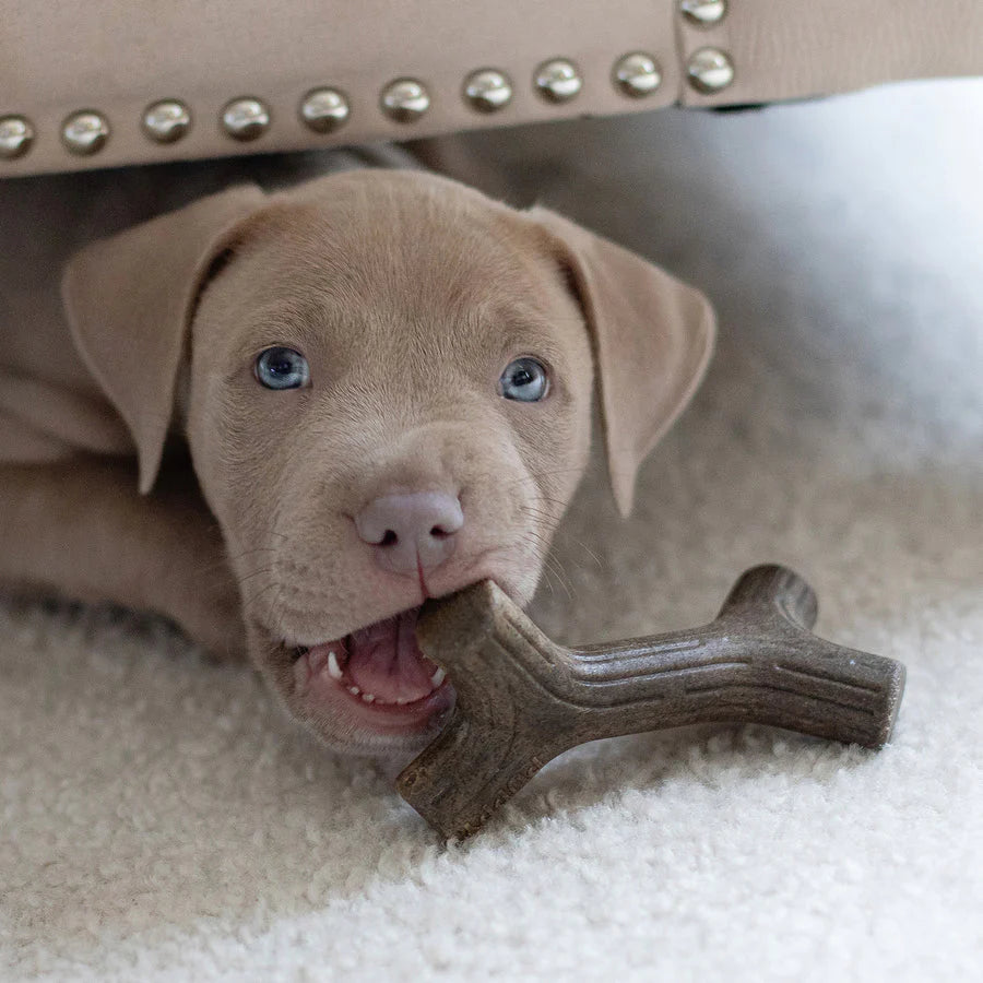 BENEBONE PUPPY MAPLE STICK