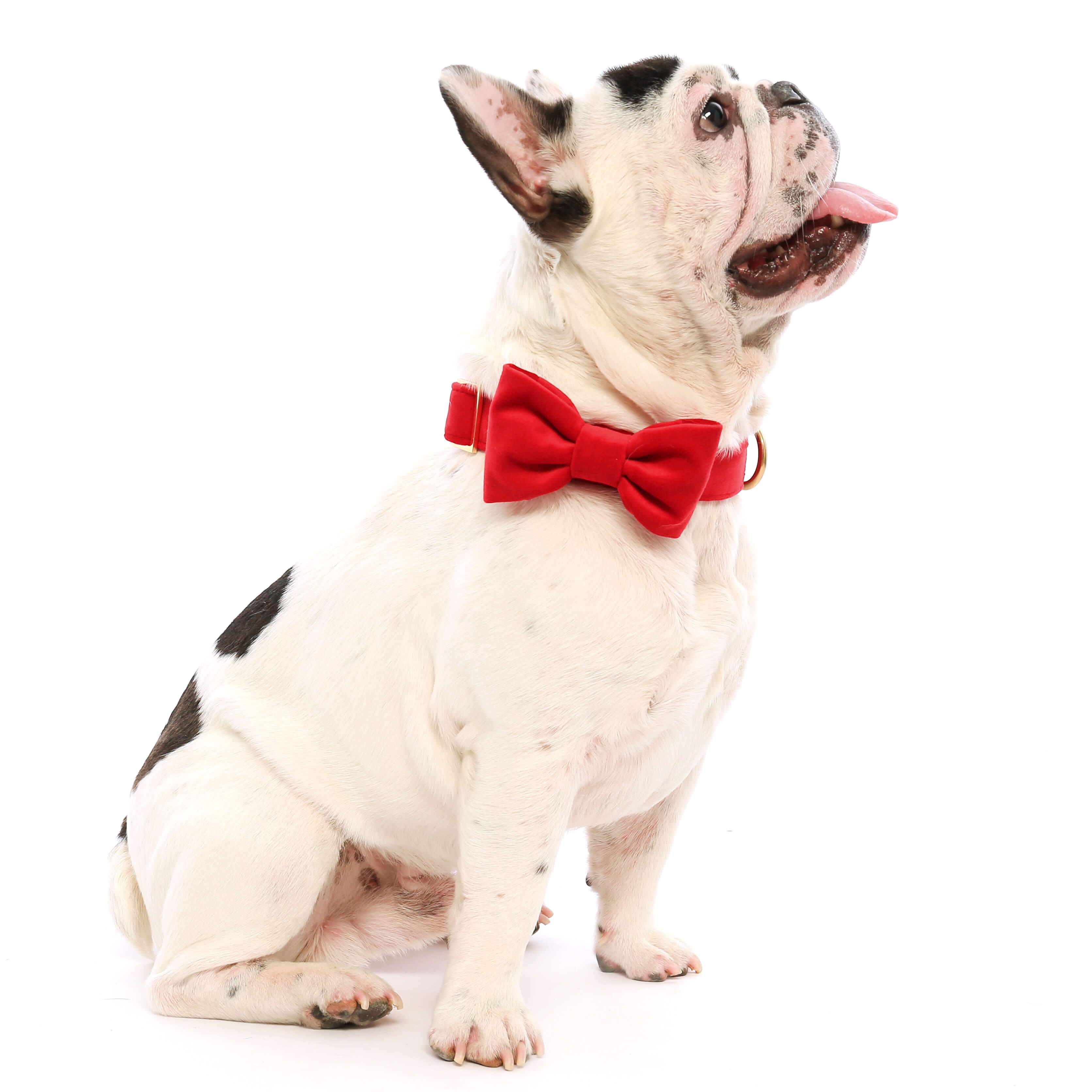 Cranberry Velvet Dog Bow Tie