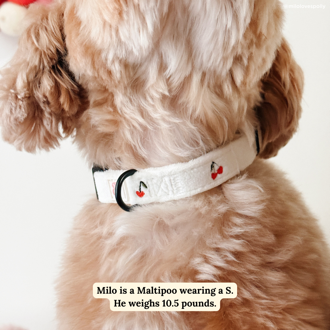 Lucy & Co. Cherry Cute Collar