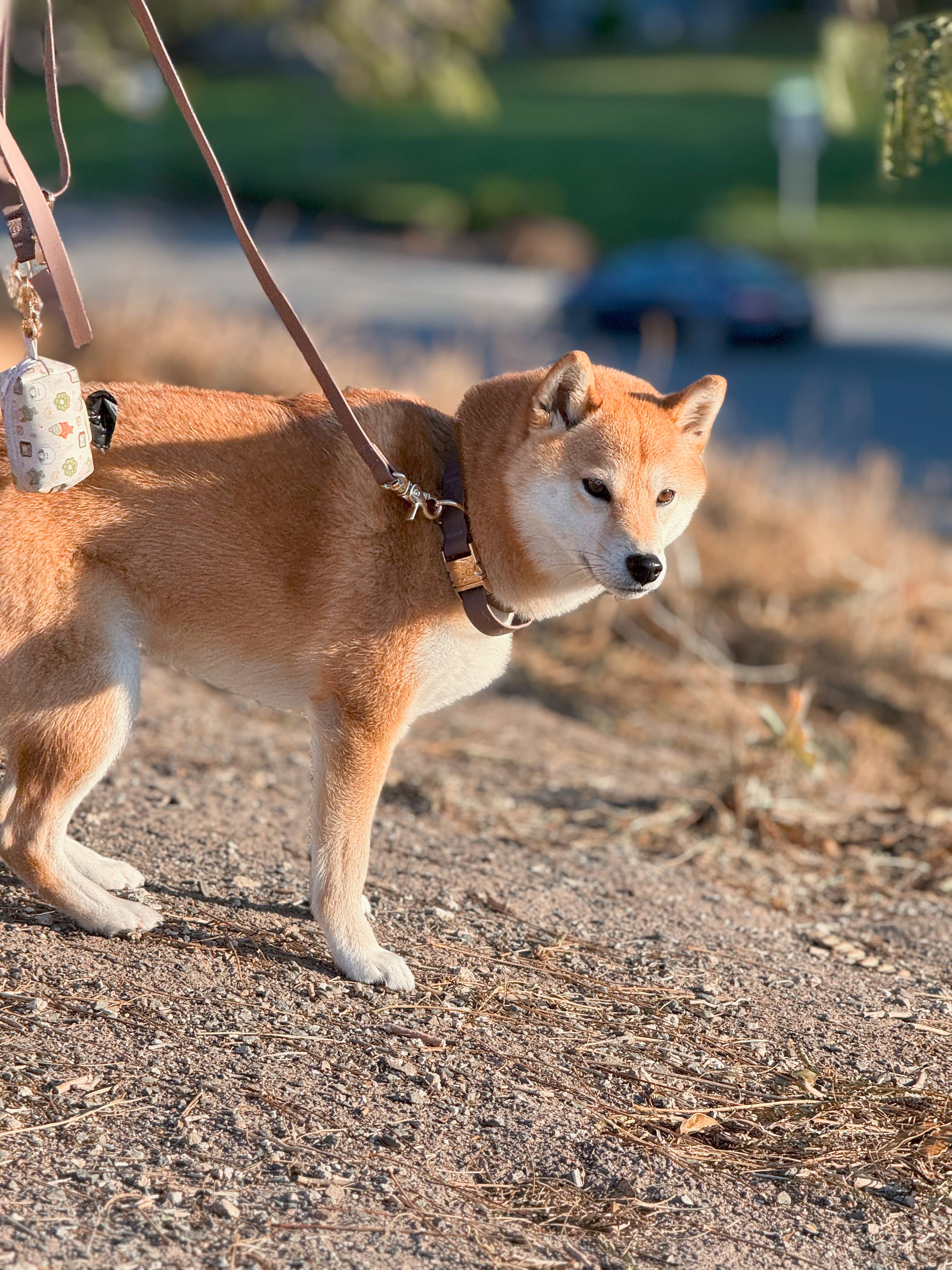 Espresso Brown Waterproof Dog Collar