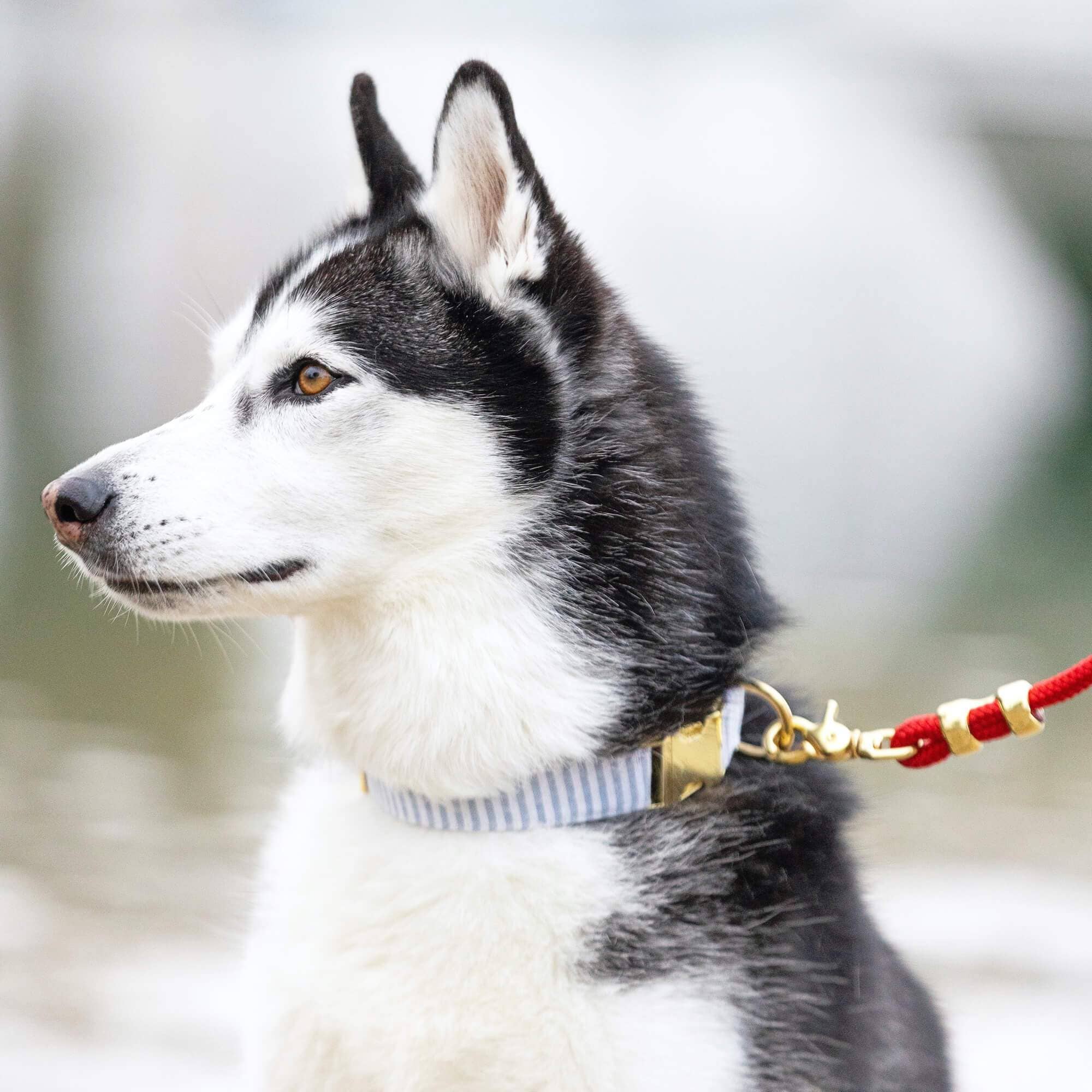 The Foggy Dog Dusty Blue Stripe Dog Collar