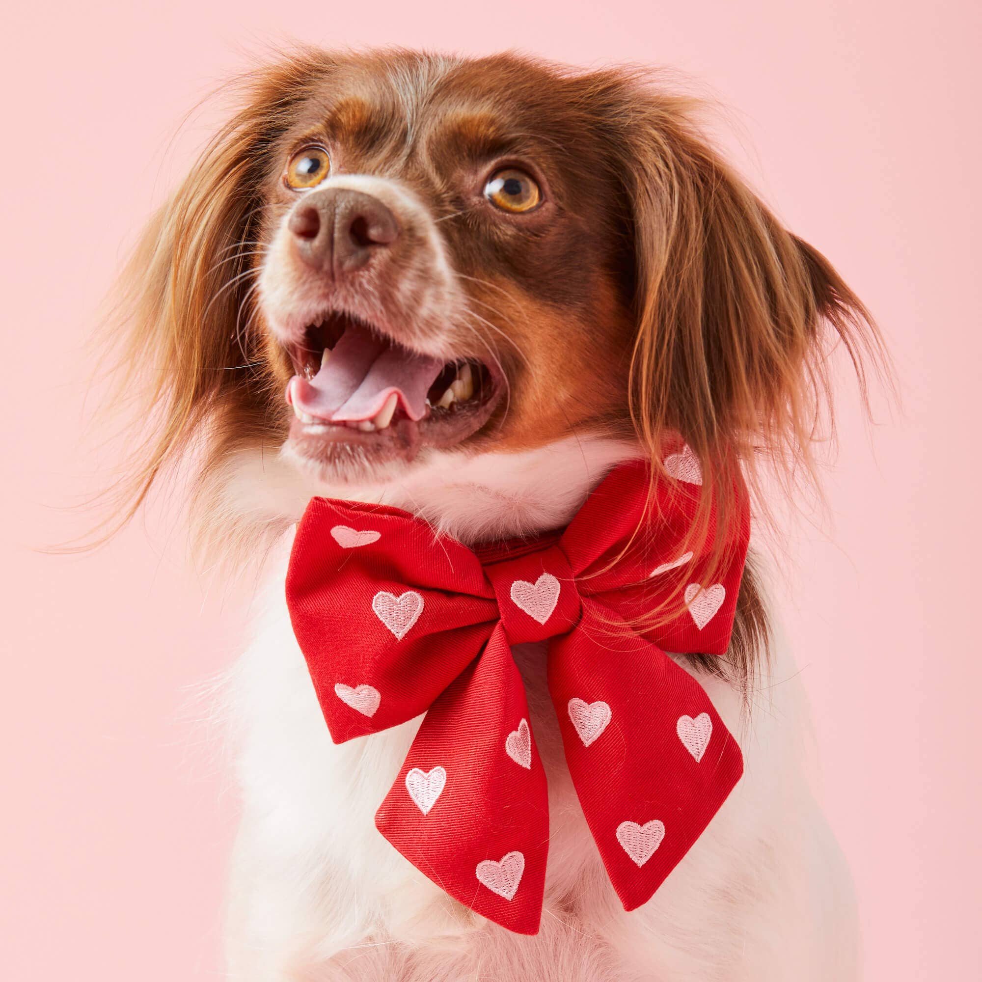 The Foggy Dog Hearts Bow