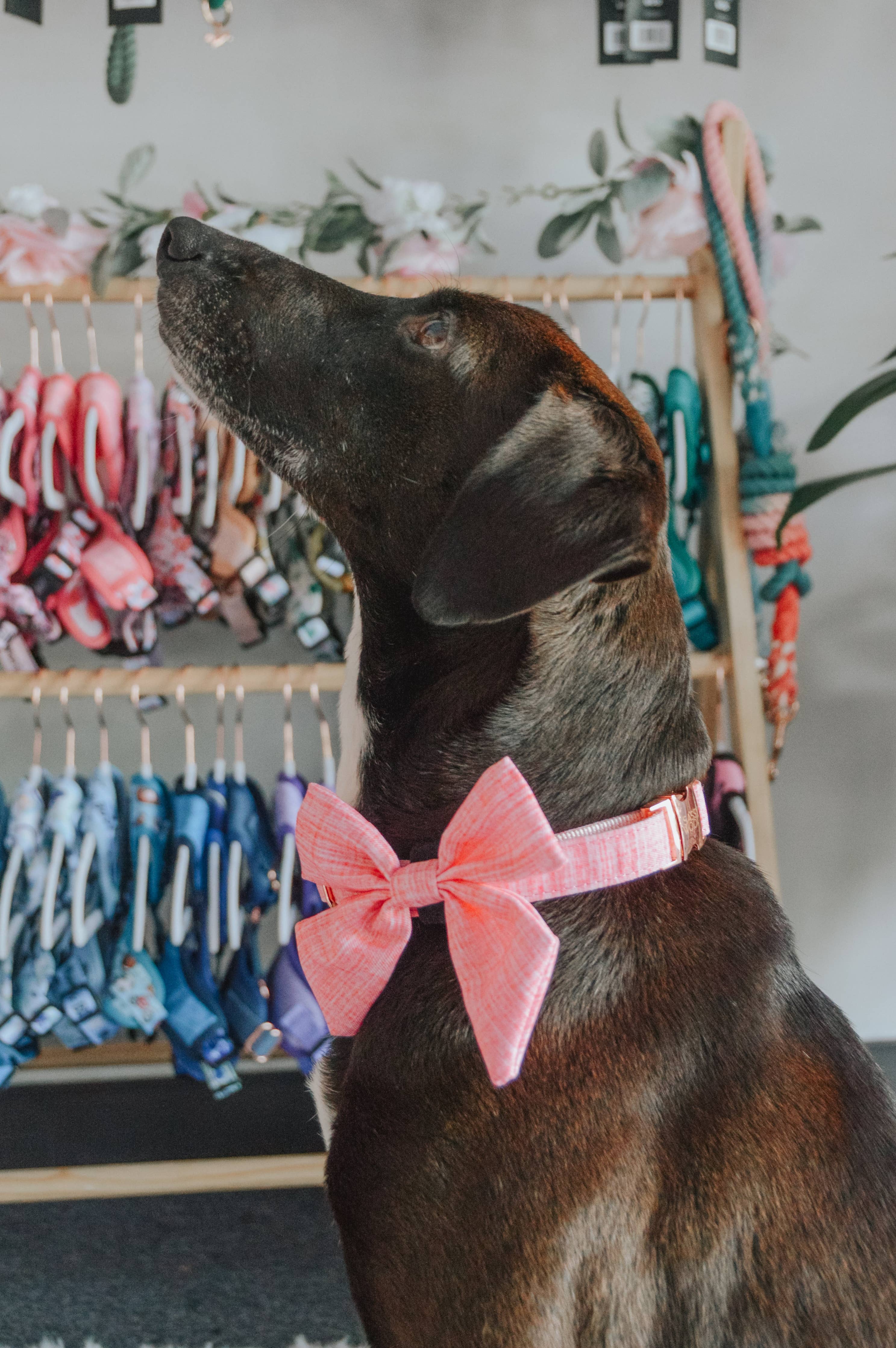 Sassy Woof Sailor Bow - Dolce Rose
