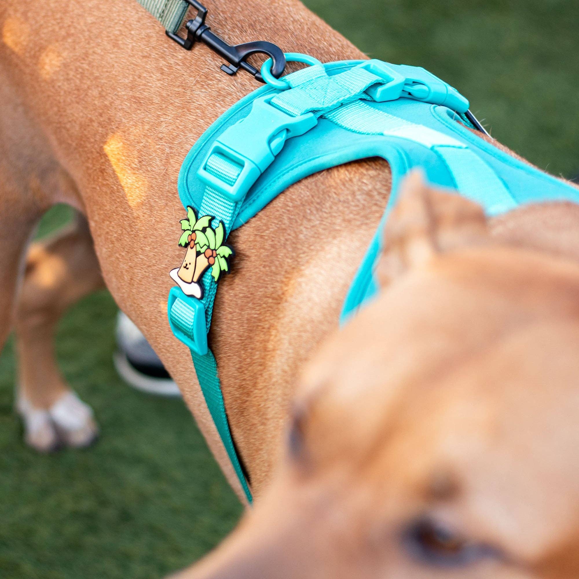 Palm Tree Dog Jiby