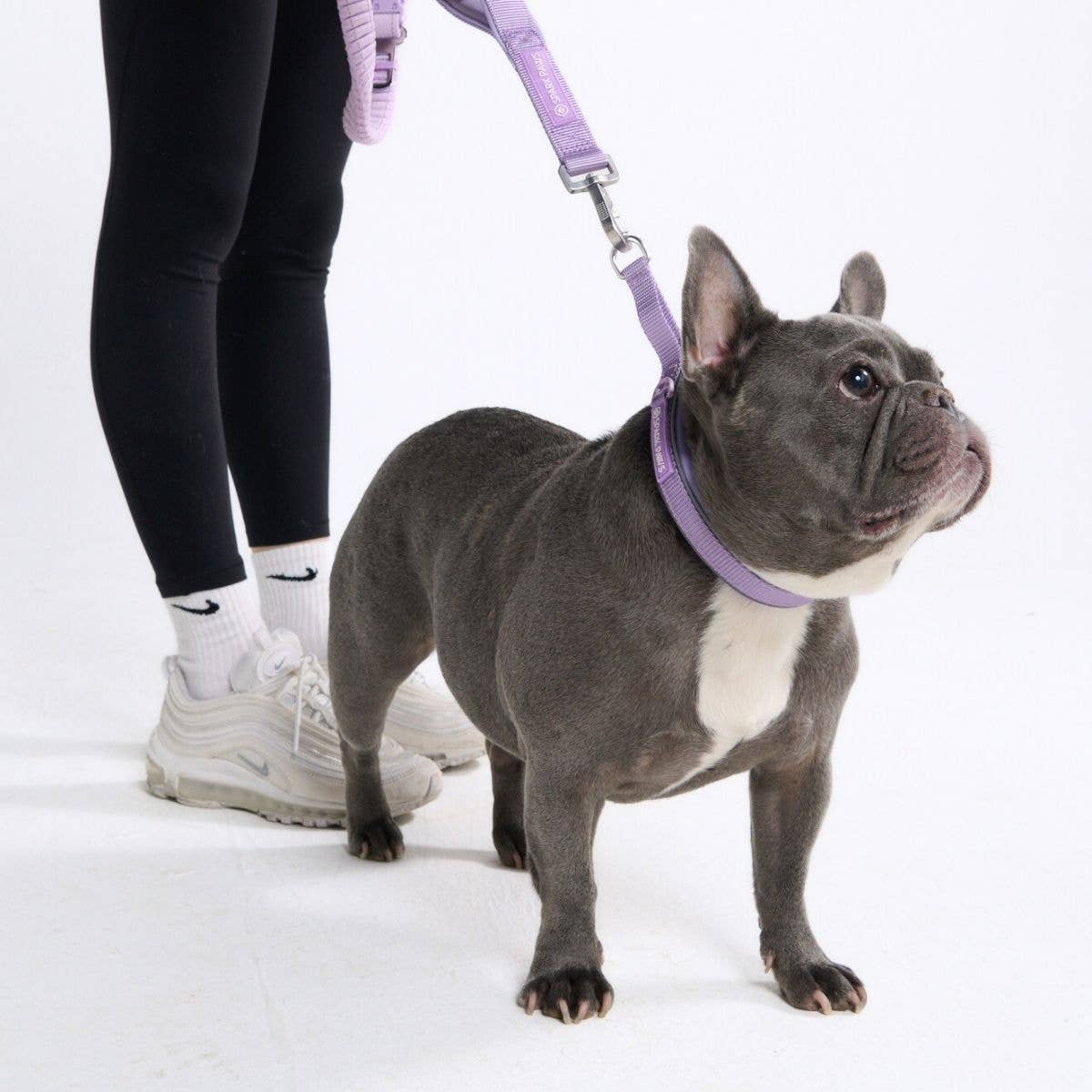 Spark Paws Martingale Collar - Lilac