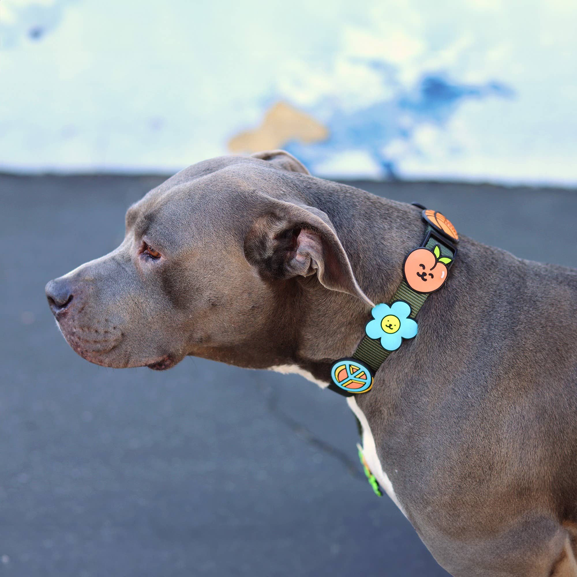 Peach Dog Jiby