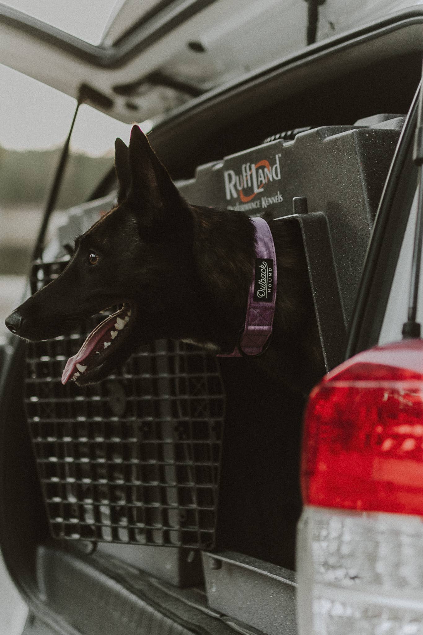 Outback Hound Lilac Premium Dog Collar