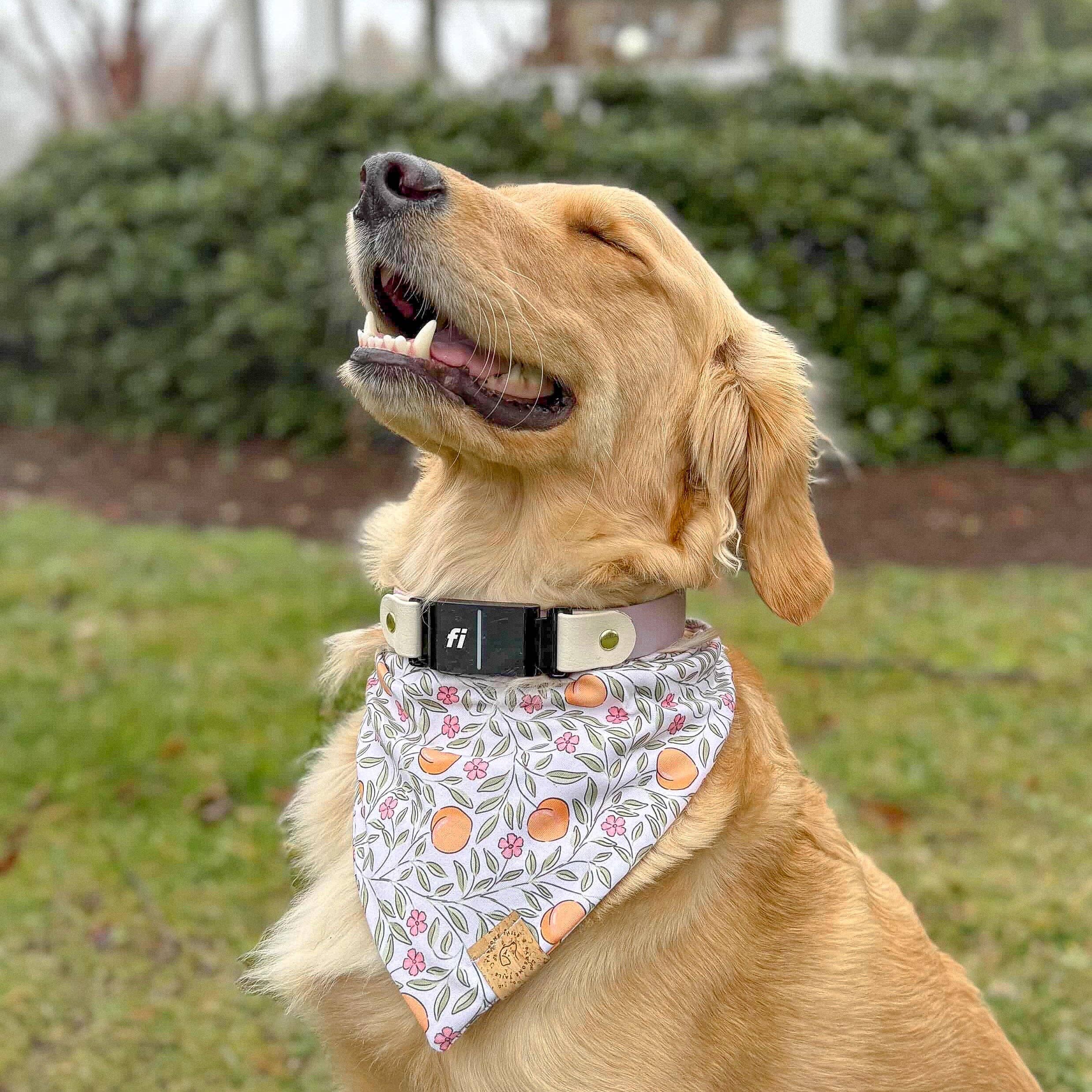 Pawsome Tails Peachy Petals Bandana