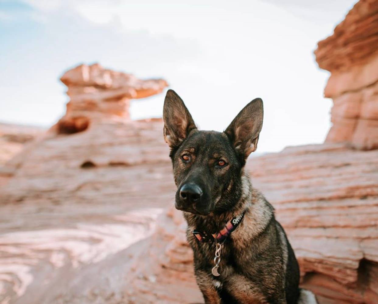 Mountain Sunrise Dog Collar