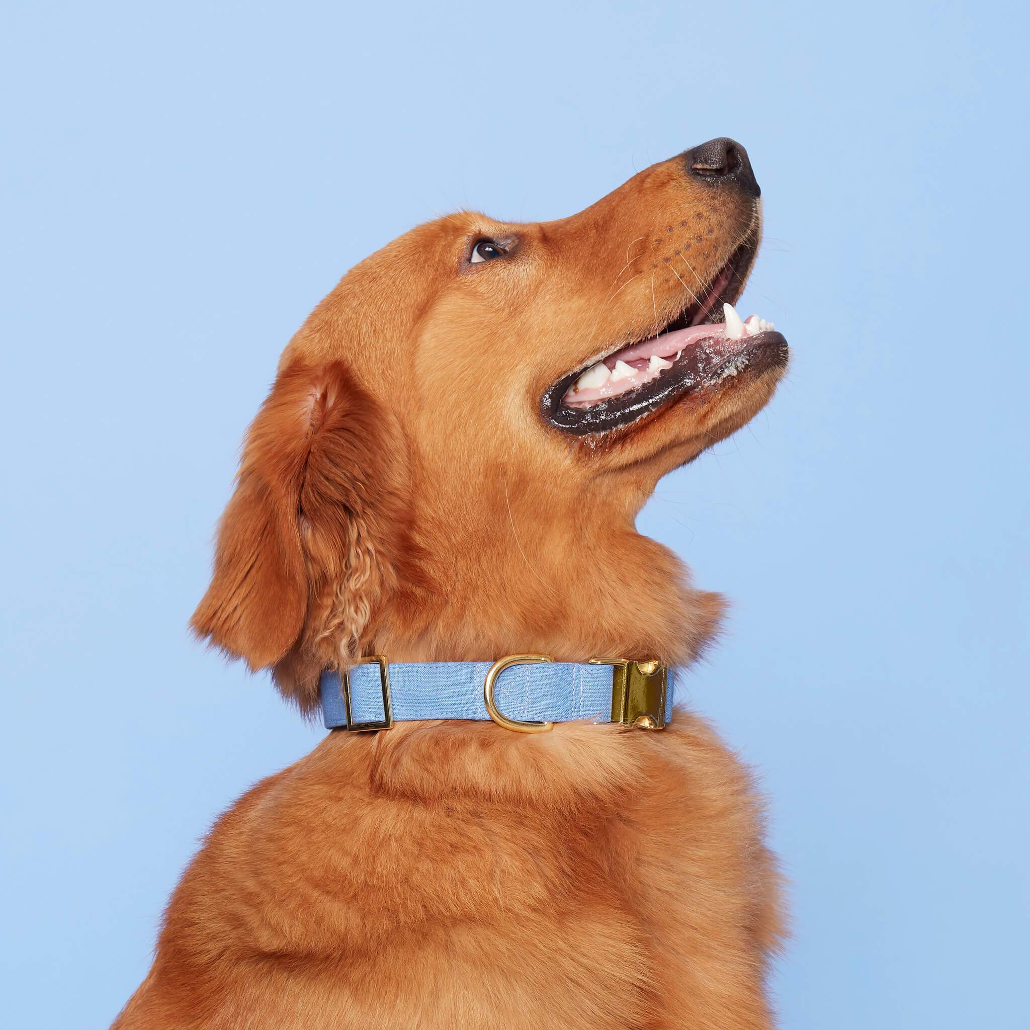 The Foggy Dog Periwinkle Dog Collar