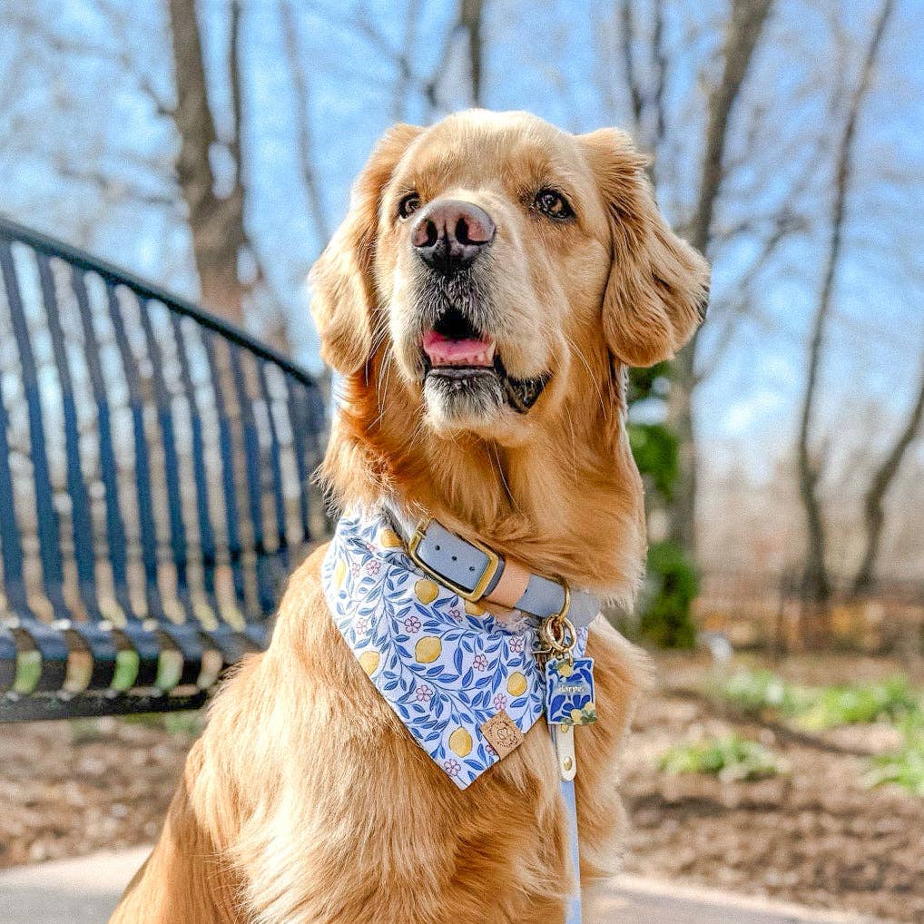 Pawsome Tails Amalfi Lemon Bandana
