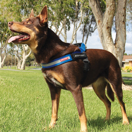 EzyDog Express Harness Gray