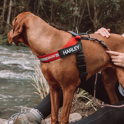 EzyDog Express Harness Gray