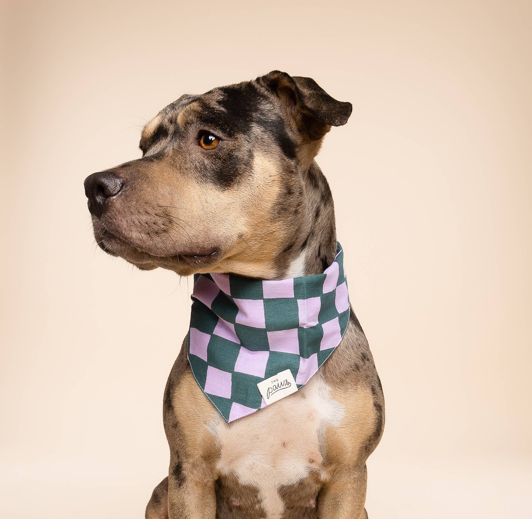 The Paws Brooklyn Dog Bandana