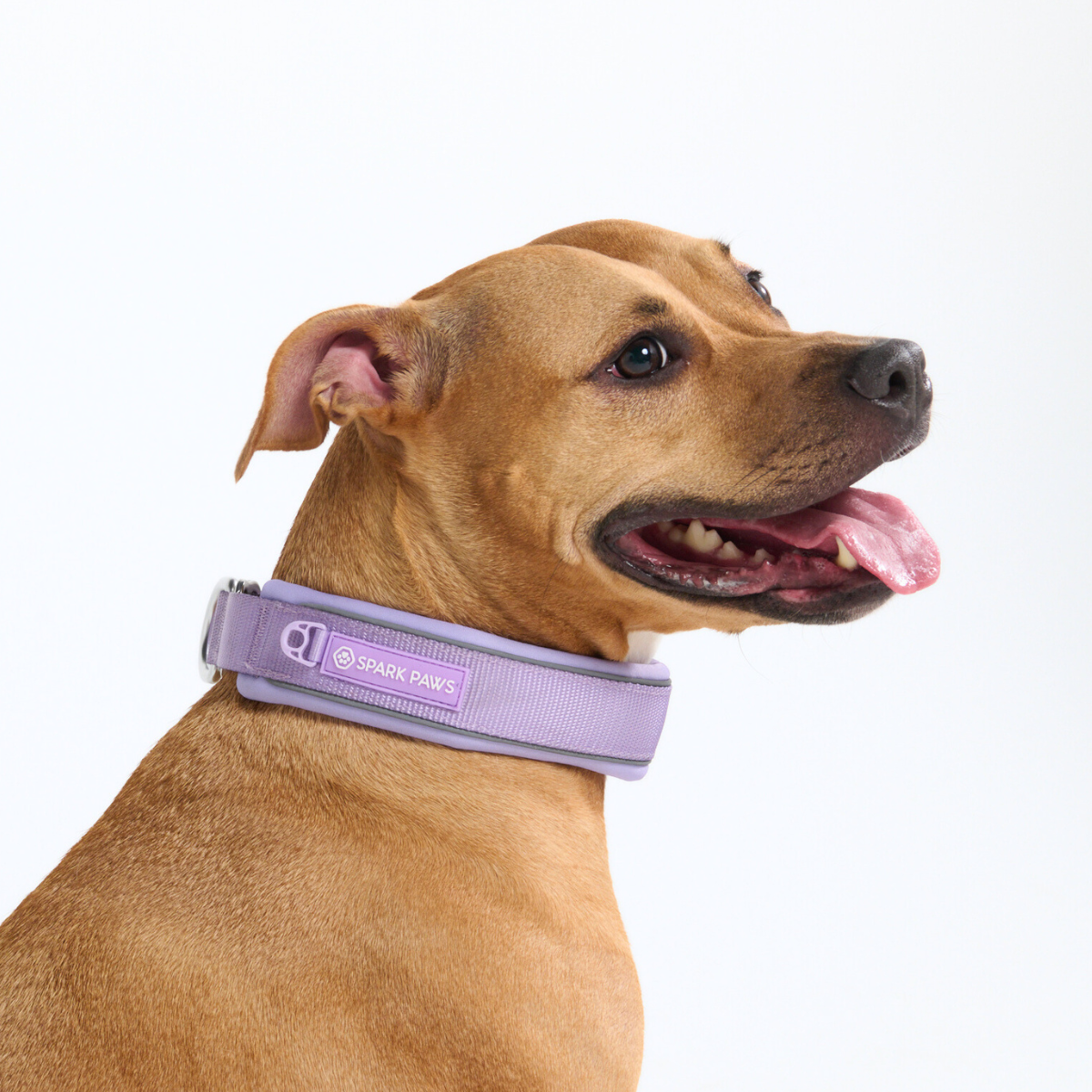 Spark Paws Martingale Collar - Lilac