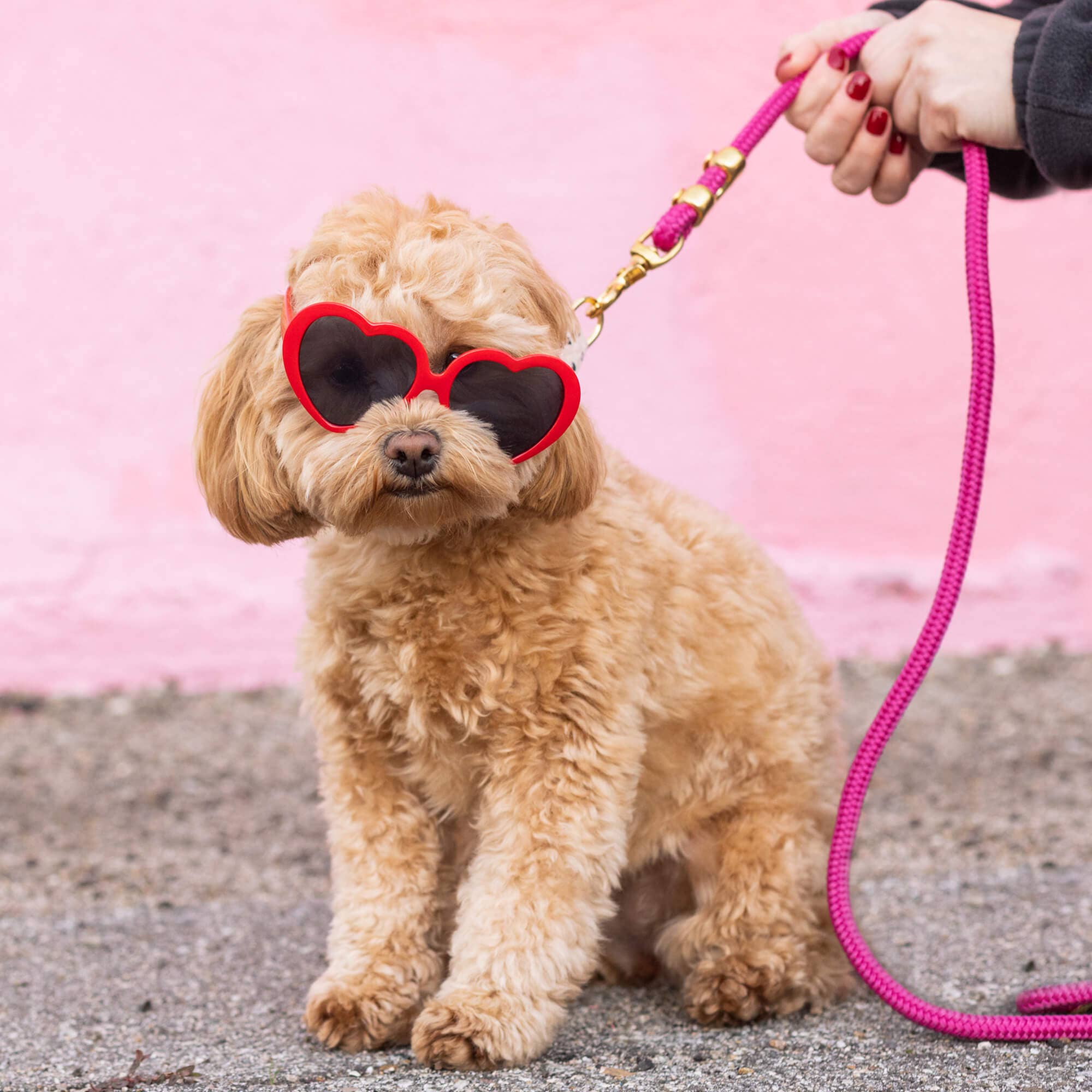 The Foggy Dog Hot Pink Marine Rope Dog Leash